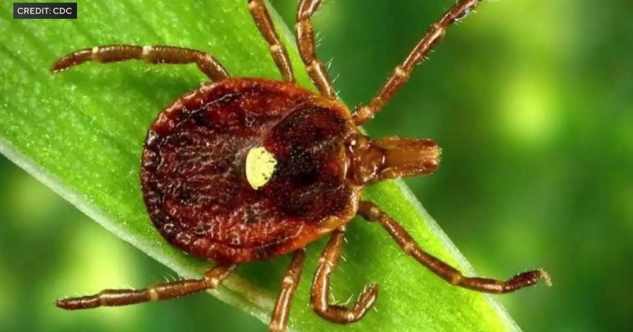 A bite from this tick could give you a life-threatening allergy to red meat. Here's what to know.