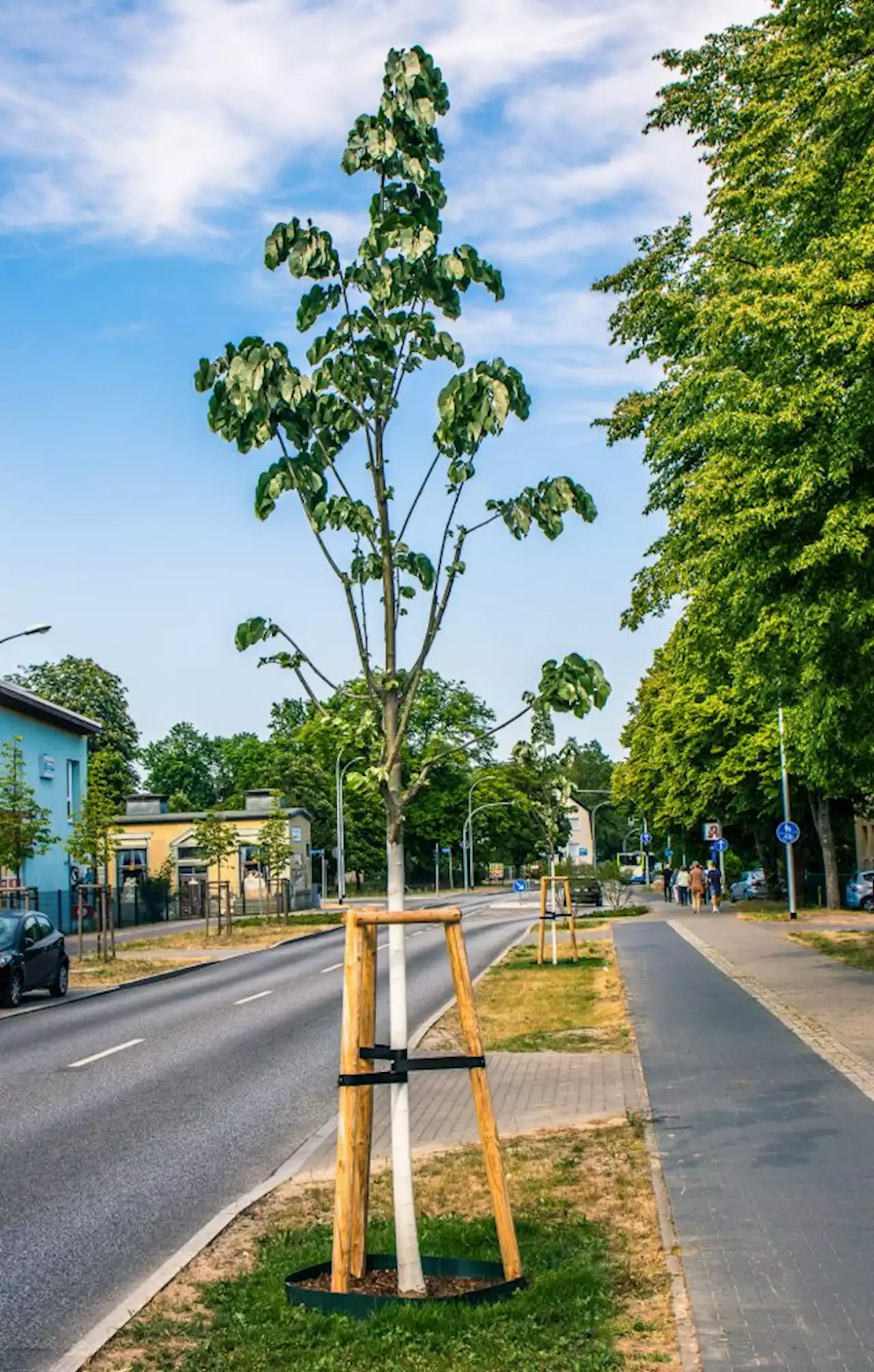 #Stahnsdorf: Begrünung der Ortsdurchfahrt im ersten Abschnitt abgeschlossen