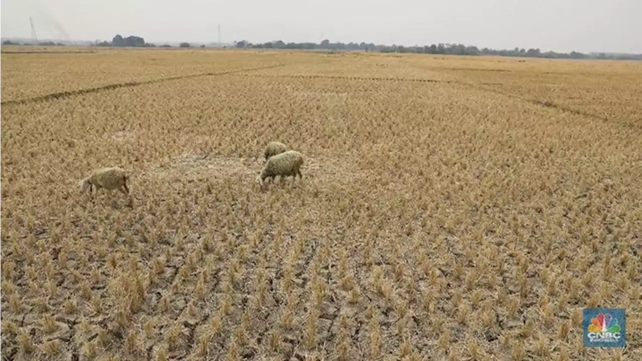 RI Bisa Bahaya, Mentan Ramal Produksi Pangan Ambruk Parah