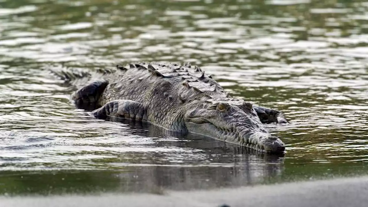 Scientists discover the first virgin birth in a crocodile | CNN