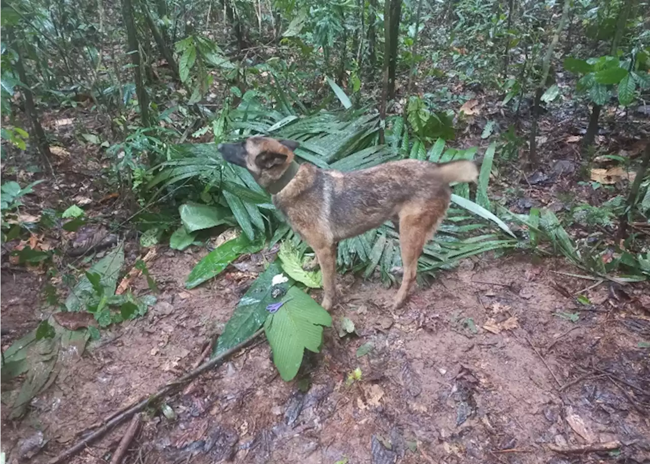 ¿Dónde está Wilson, el perro que ayudó en la búsqueda de los niños desaparecidos en la selva colombiana?