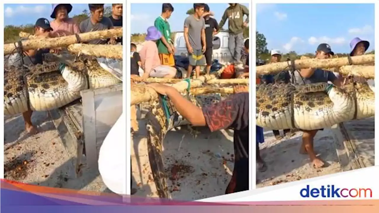 Beredar Video Perut Buaya Dibelah Isi Jasad Manusia di Bangka, Ini Faktanya