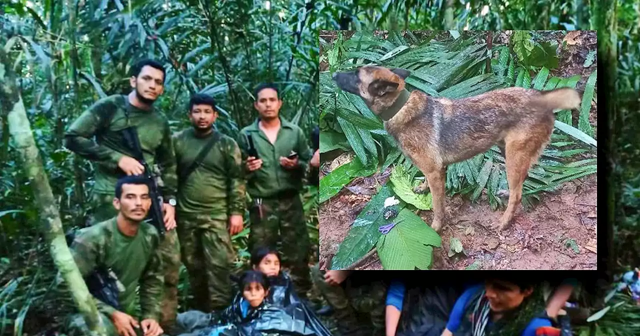 Colombia, disperso il cane Wilson: ha aiutato a trovare i 4 bambini sopravvissuti nella giungla - Il Fatto Quotidiano