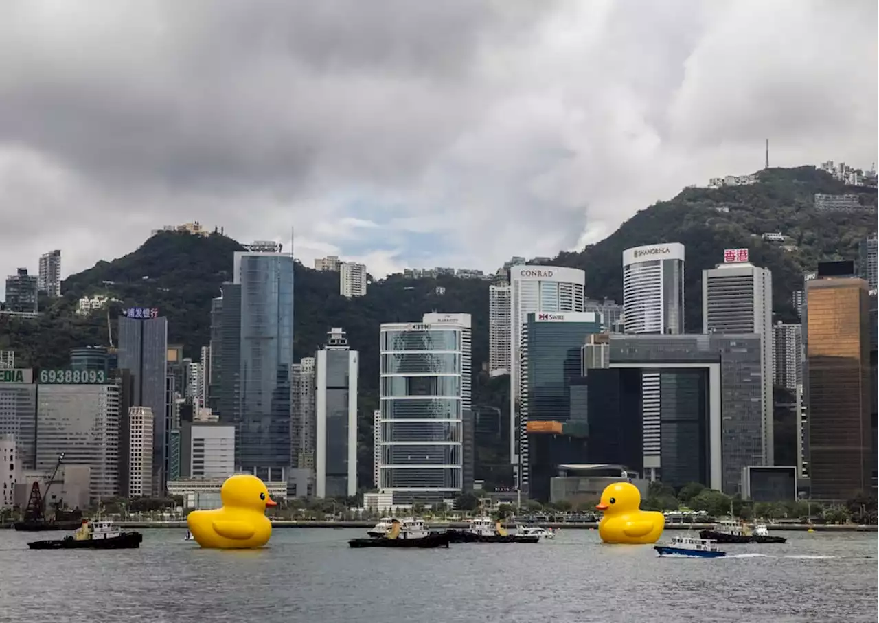 Lucky rubber duck no match for HK’s baking heat