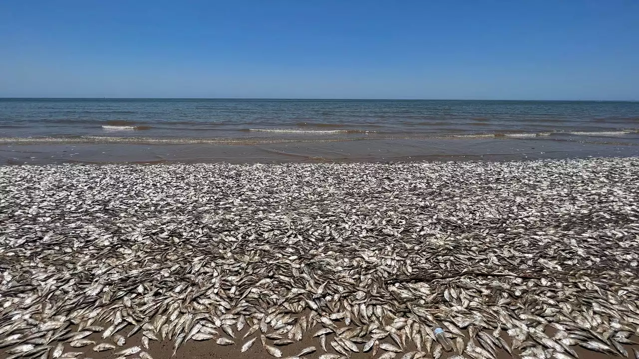 Hundreds of fish found dead at Quintana Beach County Park