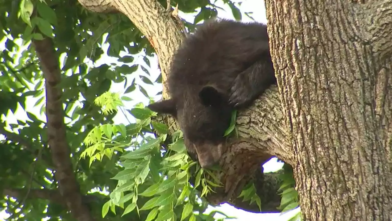 DC black bear tranquilized, captured after spending hours wandering through neighborhood