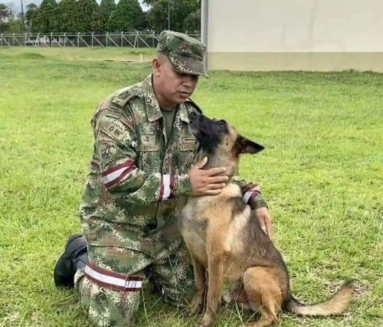 Onde está Wilson? Cachorro herói que ajudou a encontrar crianças na Colômbia segue desaparecido