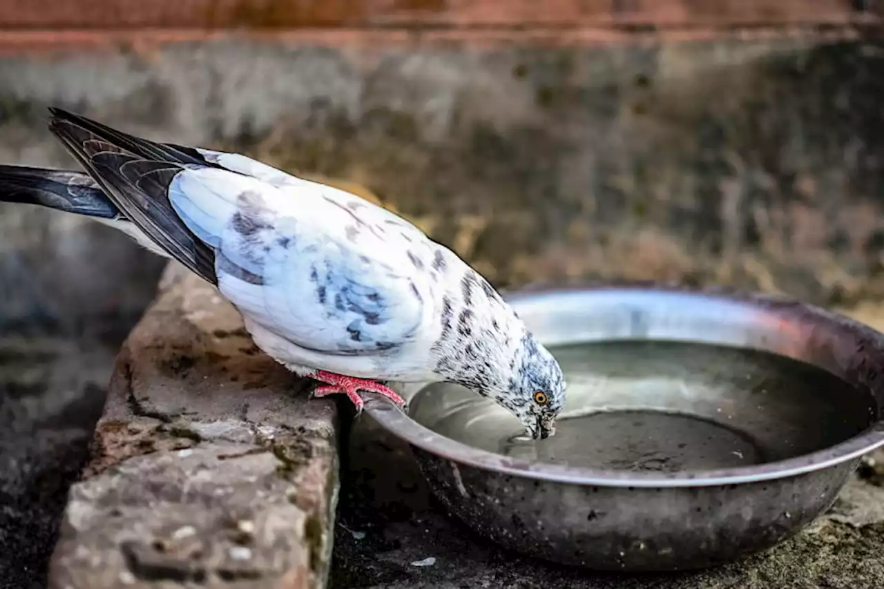 Every household advised to leave bowl of water out in the garden this summer