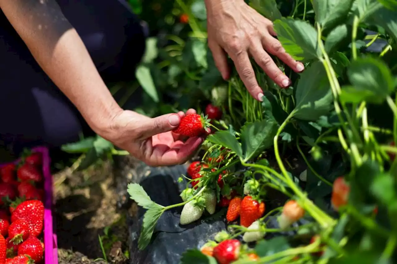 Here are the best strawberry picking spots near Glasgow worth trying this weekend