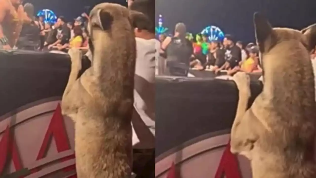 Un perro mexicano que adora la lucha libre se hace viral en TikTok