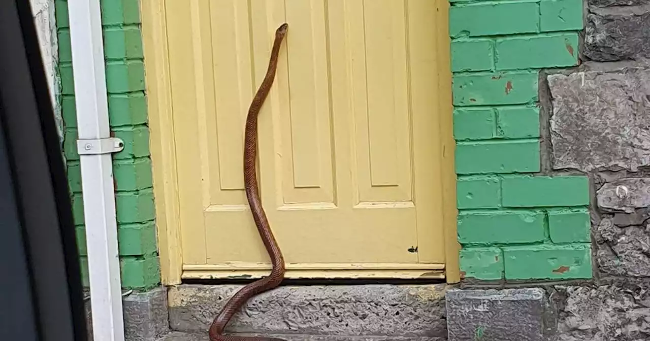 Snake sparks alert as he escapes his home and turns up on Louth creche doorstep