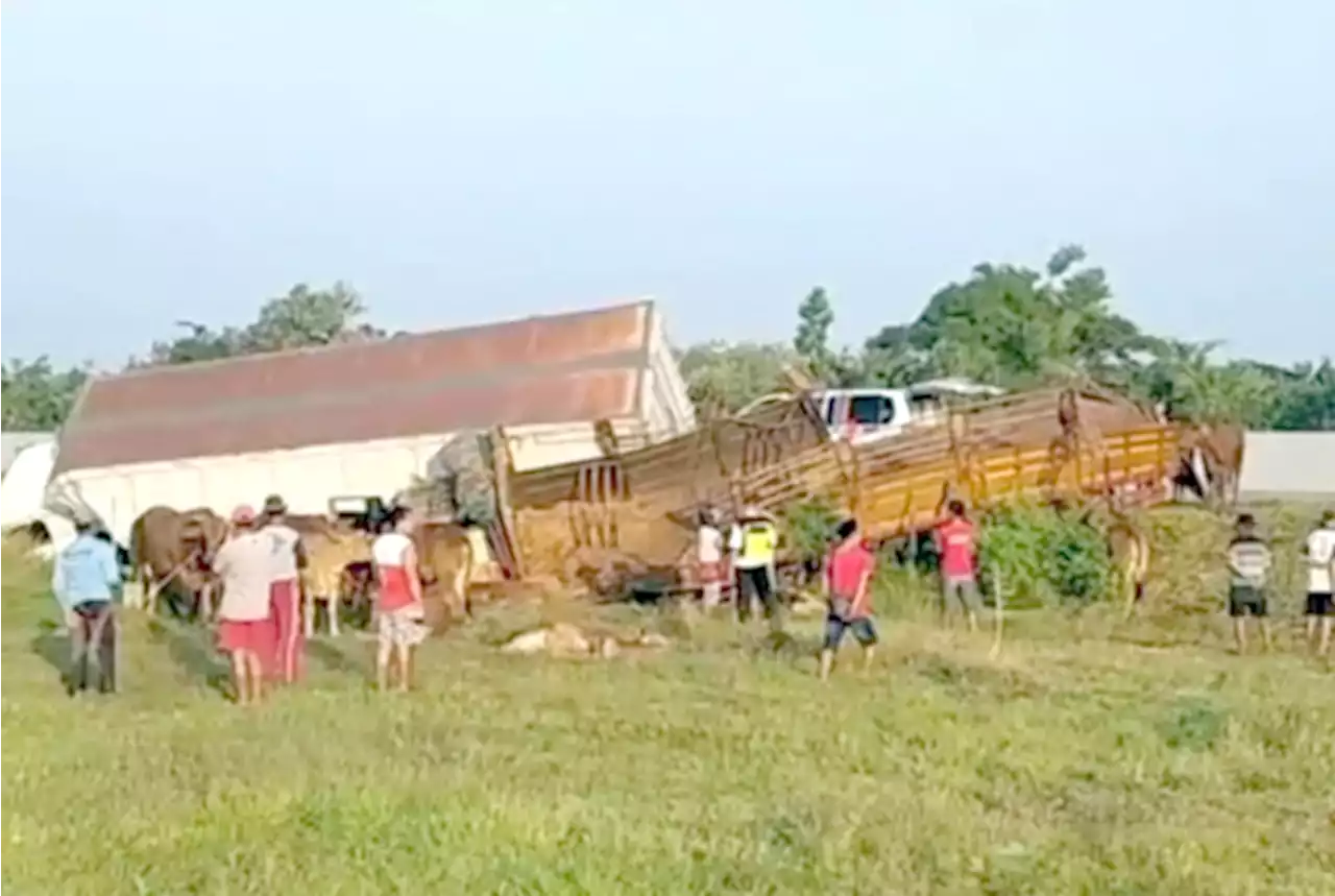 Truk Kontainer Muat Air Mineral Hantam Truk Pengangkut Sapi di Tol Sragen-Ngawi, Enam Sapi Tewas di Lokasi