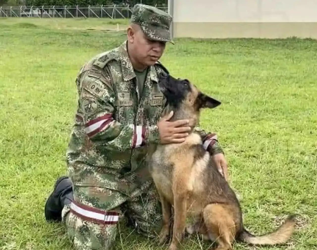 'Jamais se abandona um companheiro': militares da Colômbia afirmam que só vão parar após encontrarem cão Wilson