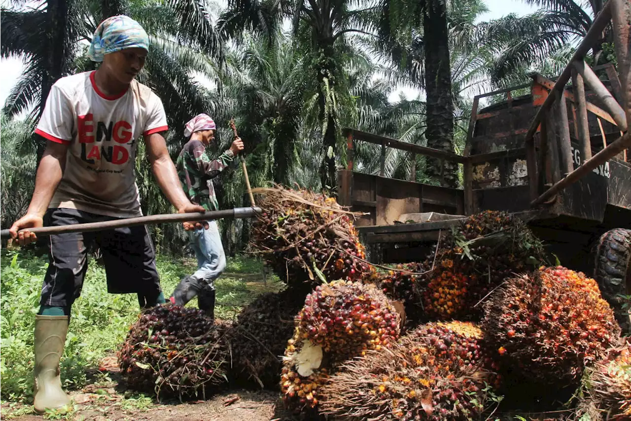 Harga CPO Anjlok, Turun Jadi Sebegini