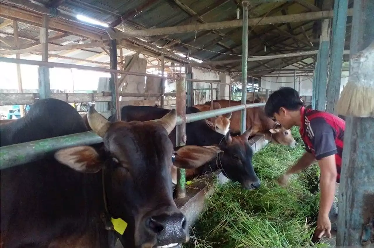 Peternak Semringah, Penjualan Hewan Qurban di Medan Meningkat 70 Persen