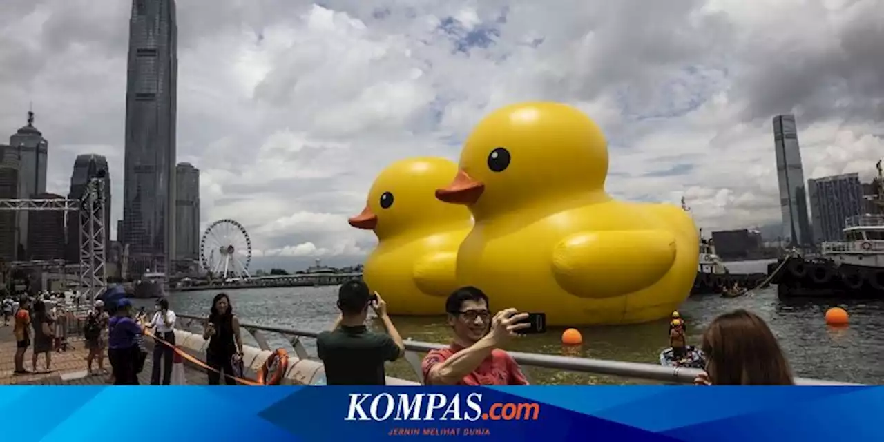 2 Bebek Raksasa Mengapung di Perairan Hong Kong, Ada Apa?