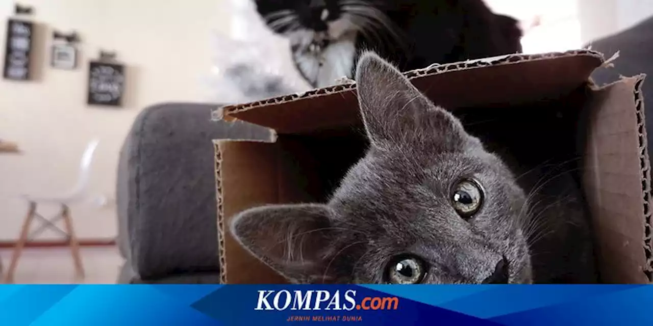 Kenapa Kucing Menyukai Kardus? Ternyata Ini 3 Penyebabnya