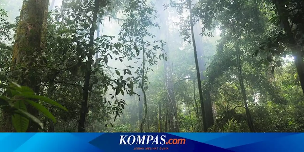 Tinggal di Hutan karena Stres Kerja, Usai 6 Hari Pria Ini Minta Bantuan