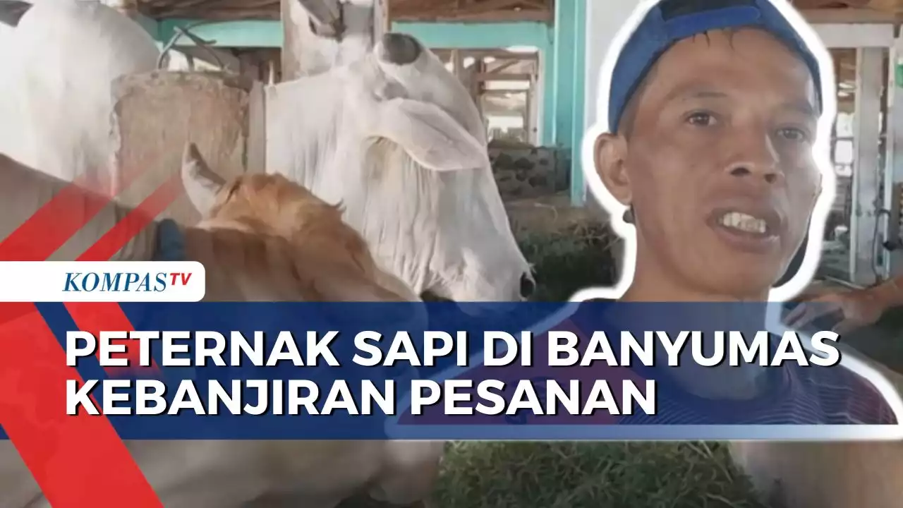 Peternak Sapi di Desa Bojongsari Kebanjiran Pesanan Hewan Kurban, Sudah Pesan Sejak Bulan Lalu