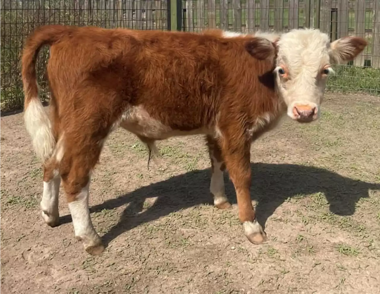 Baby bull ‘Sir Loin’ stolen from Brookshire’s Dewberry Farm found and returned