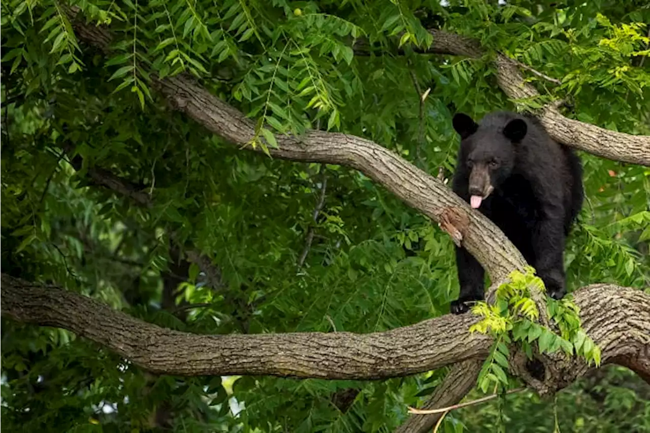 Young black bear wanders Washington D.C. neighborhood, sparking a frenzy before being captured