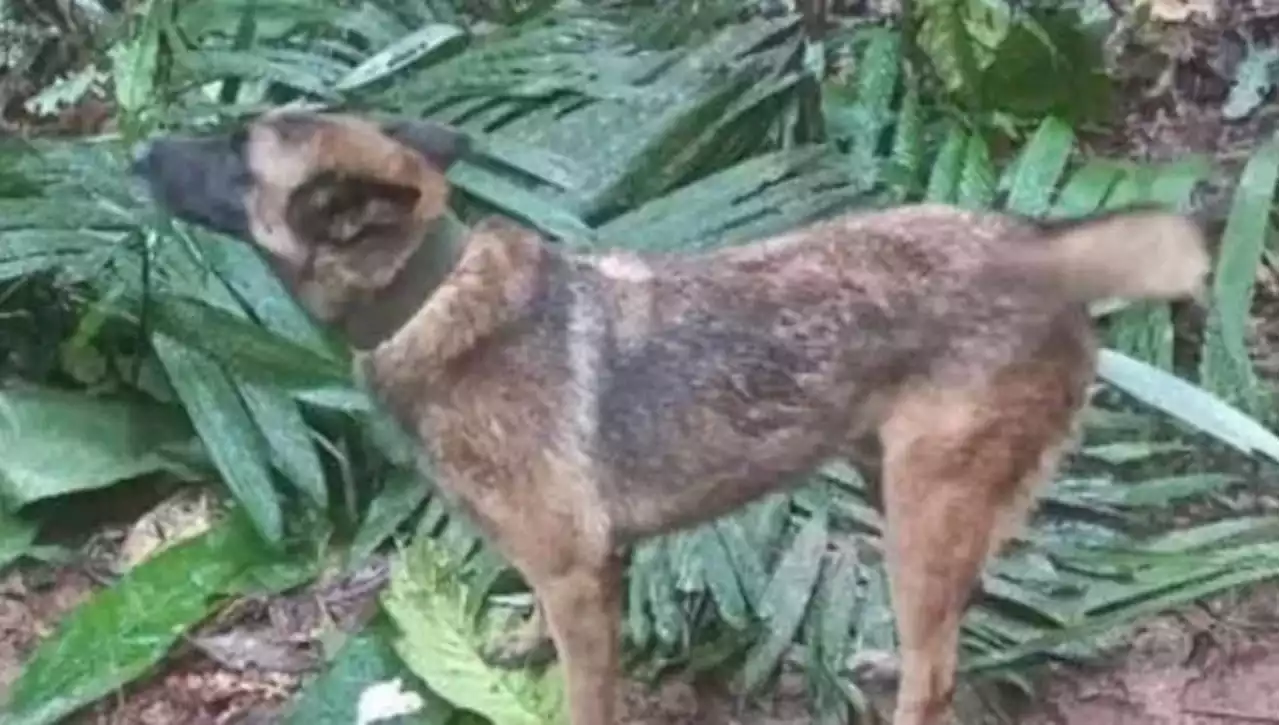 I bambini salvati dalla giungla in Colombia e Wilson, il cane eroe di cui si sono perse le tracce