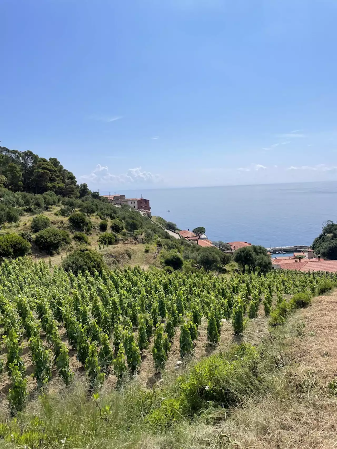 Futuro libero | Il vino rieduca e offre nuove risorse - Linkiesta.it