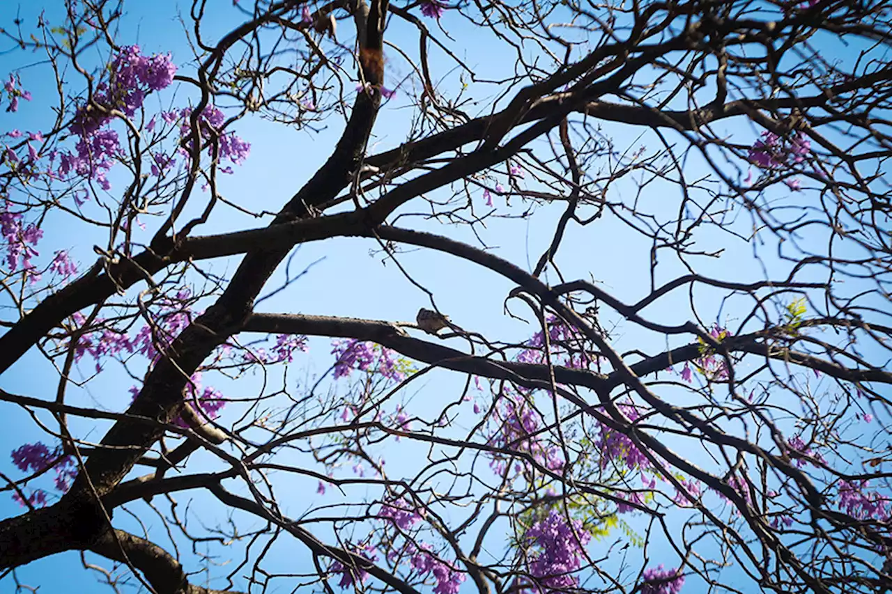 Ciudadano derriba árbol de jacaranda y lo multan con 15 mil pesos