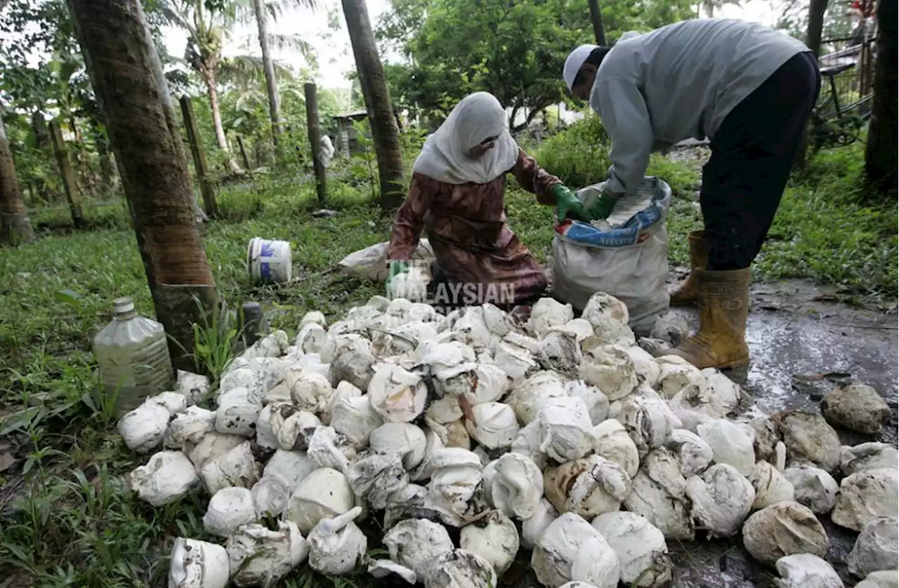 Cadangan naikkan harga siling getah diperhalusi, kata TPM Fadillah | The Malaysian Insight