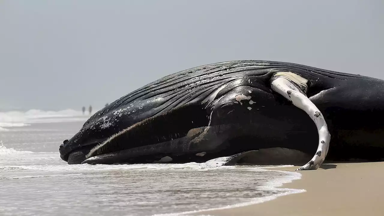 Dead whales are washing up on the East Coast. The reason remains a mystery.