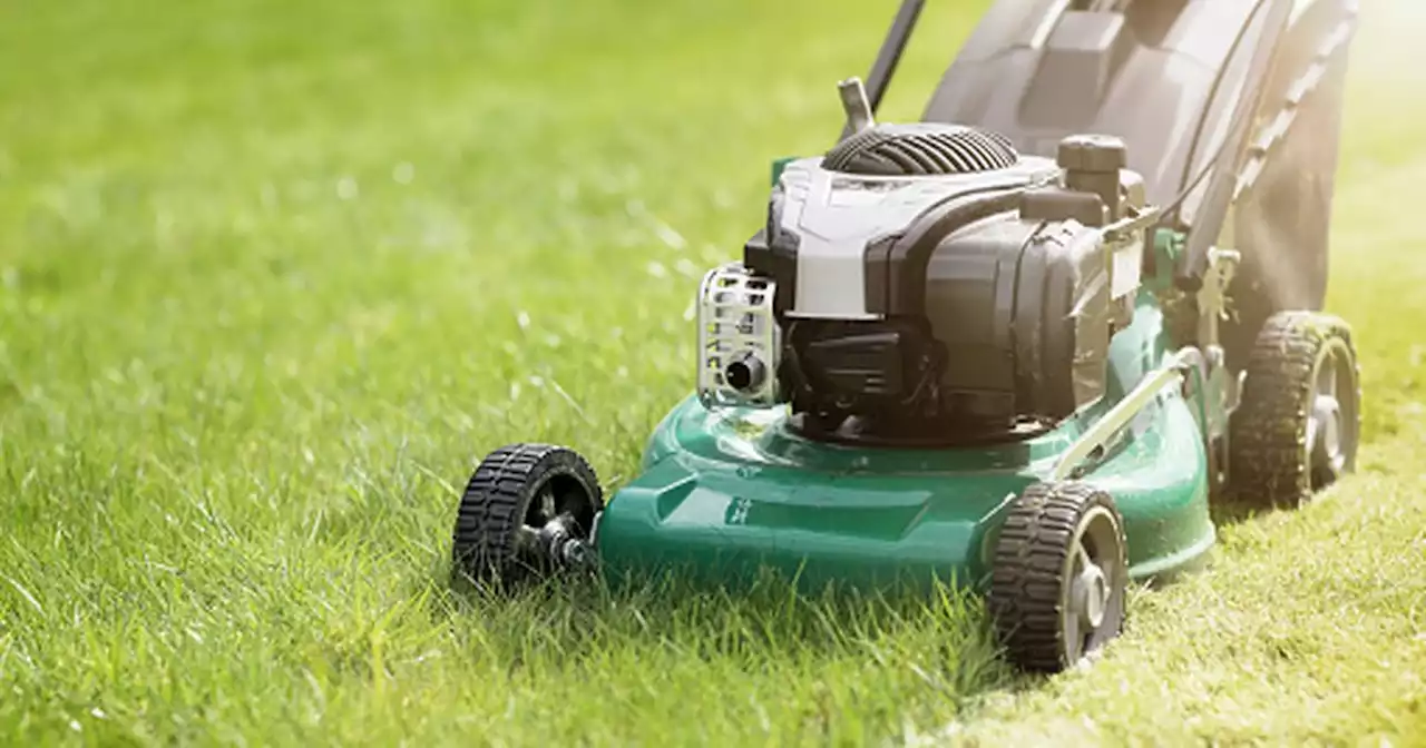 Expert advice on how to stop lawn drying out during heatwave