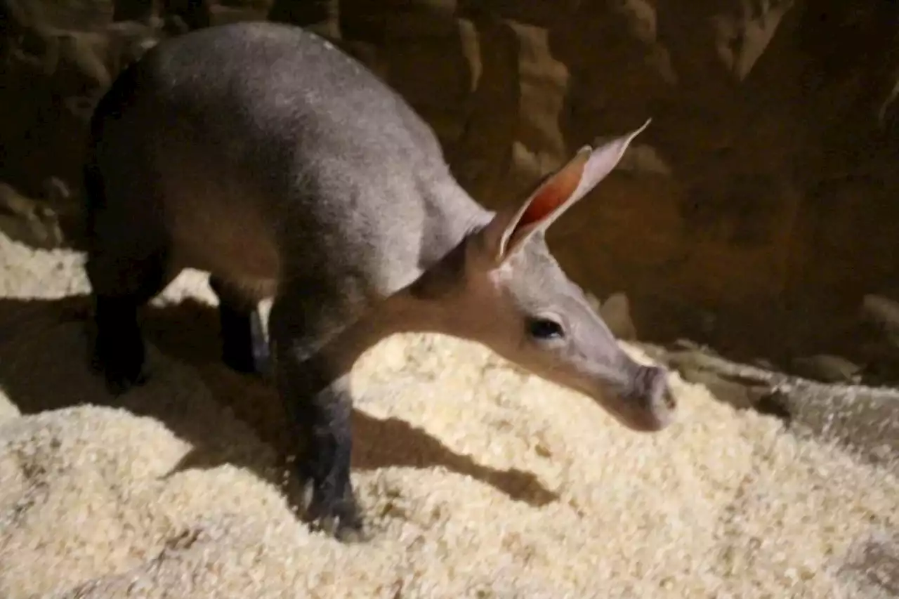 Europe’s oldest aardvark dead at 32: ‘A very sad day for everyone’