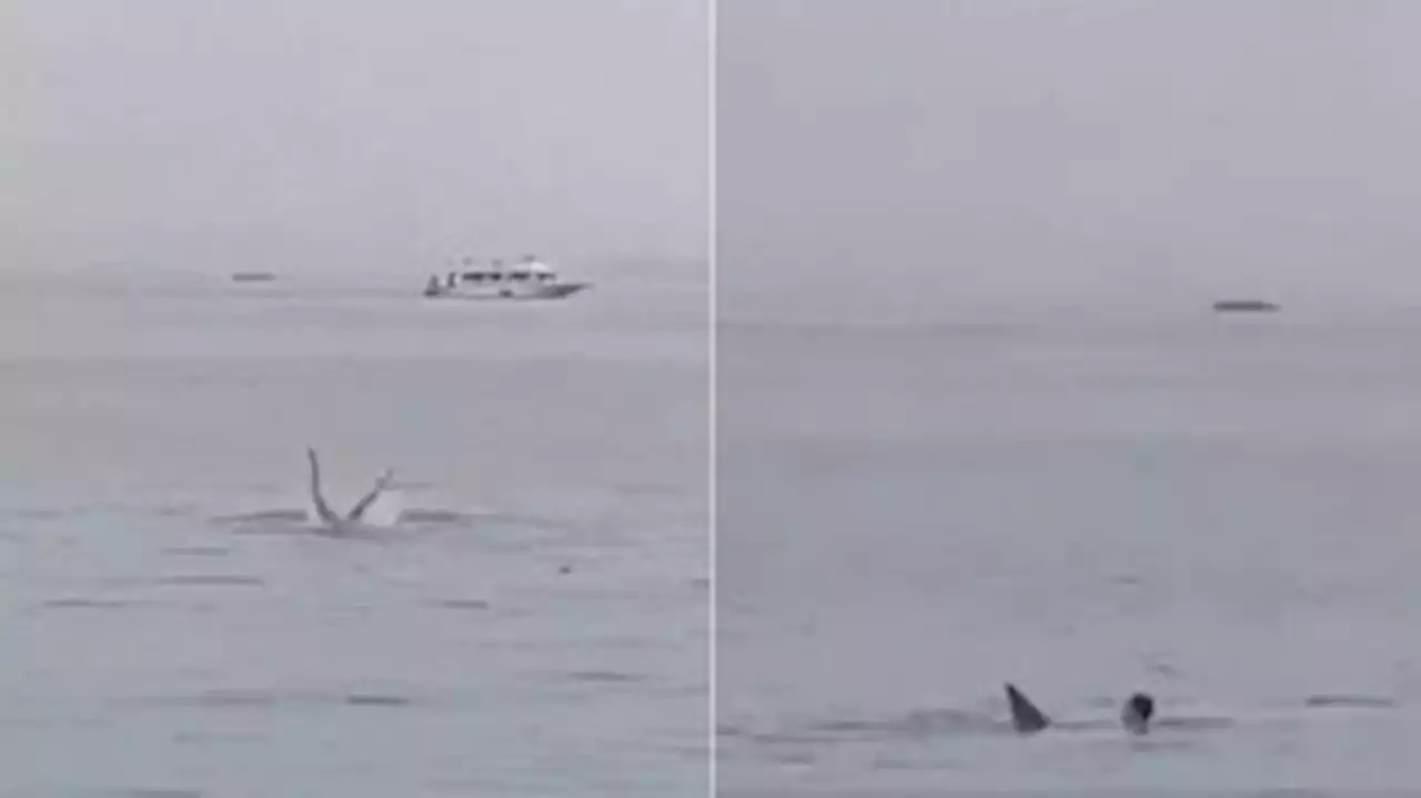 Russo é atacado até a morte por tubarão, na costa do Mar Vermelho