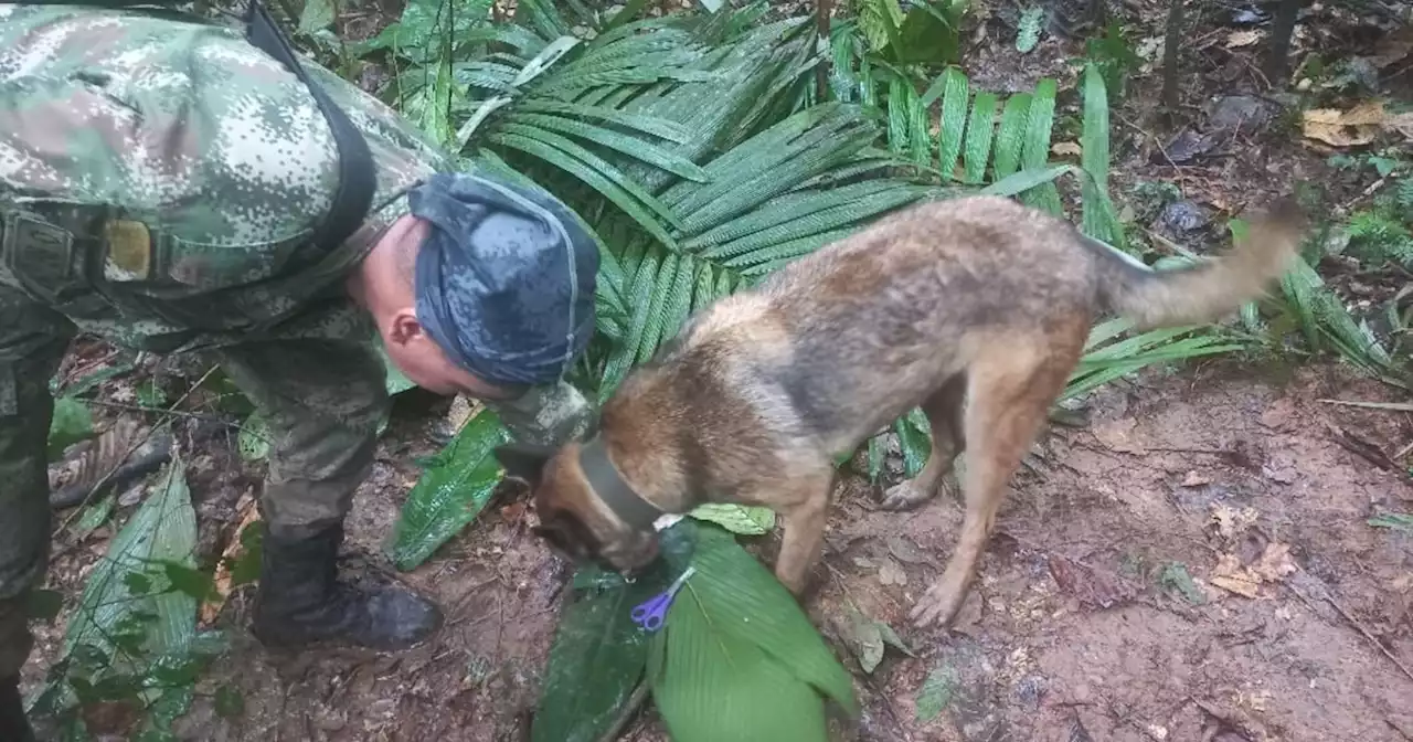 Niños indígenas aparecieron, pero perrito rastreador Wilson continúa desaparecido en selva del Guaviare