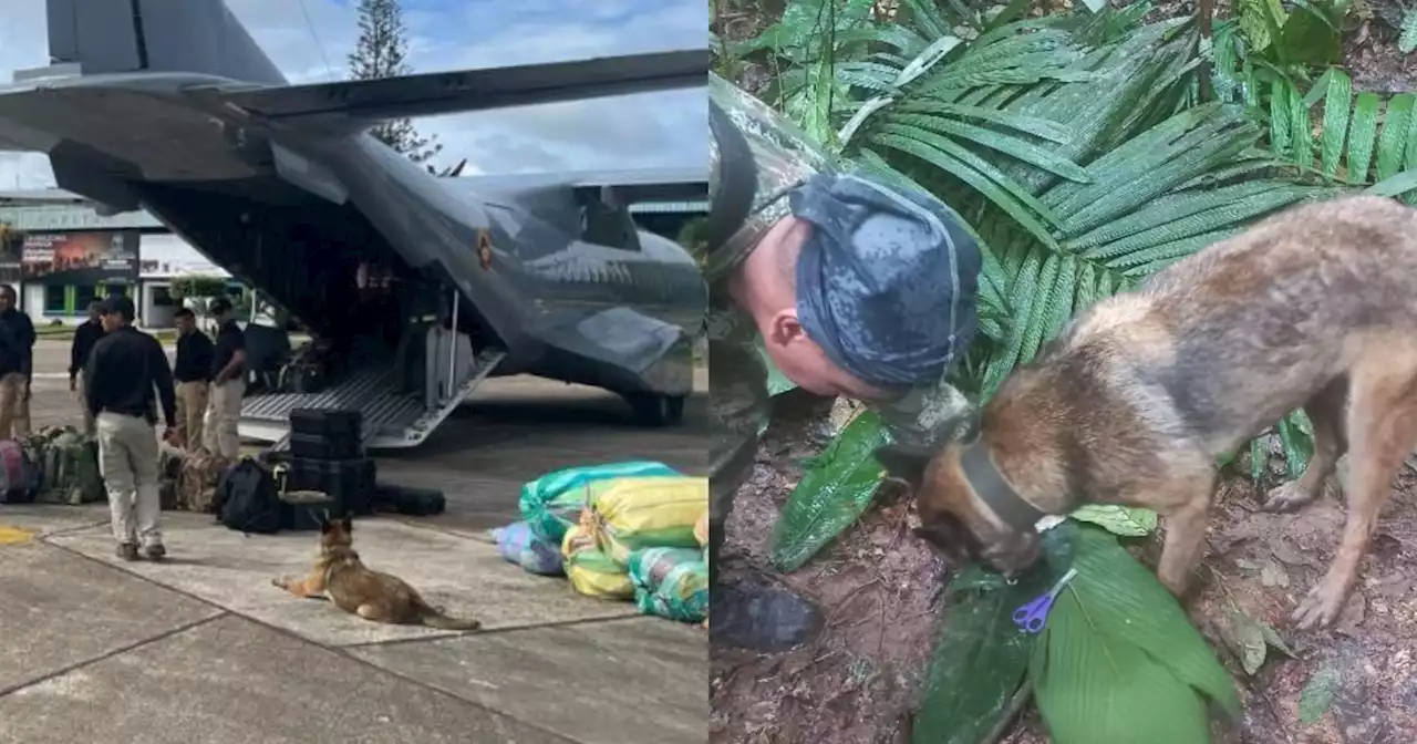 No abandonen a Wilson: piden al Ejército no dejar a perrito rastreador desaparecido en selva del Guaviare