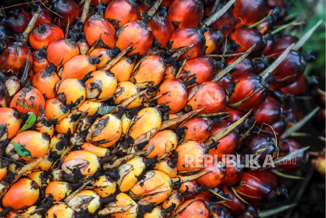 Harga CPO di Jambi Turun Rp 233 per Kg |Republika Online