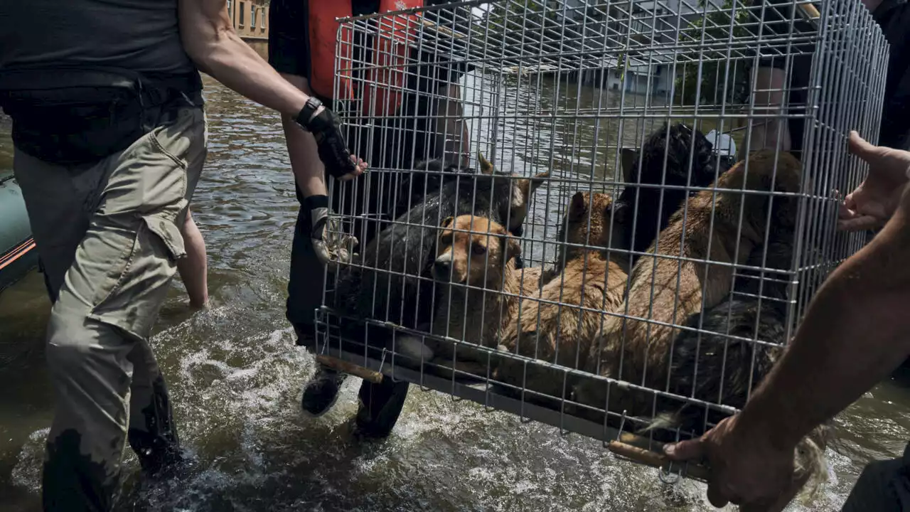 La guerre en Ukraine est aussi un désastre pour la faune et la flore