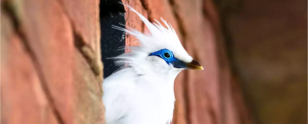 Why Scientists Are 'Interviewing' Captive Birds Before Releasing Them Into The Wild