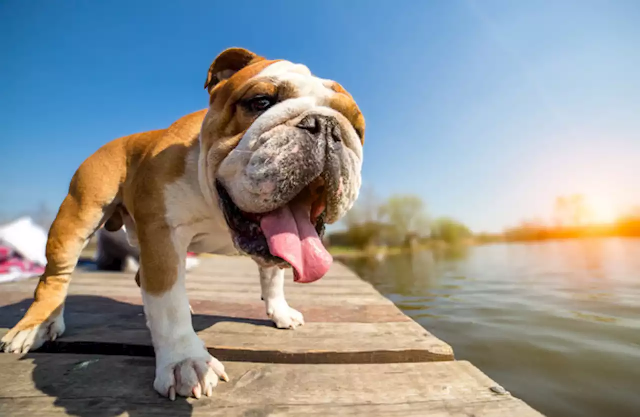 Dog behaviourist: Keep your dog cool in the hot weather with these helpful tips