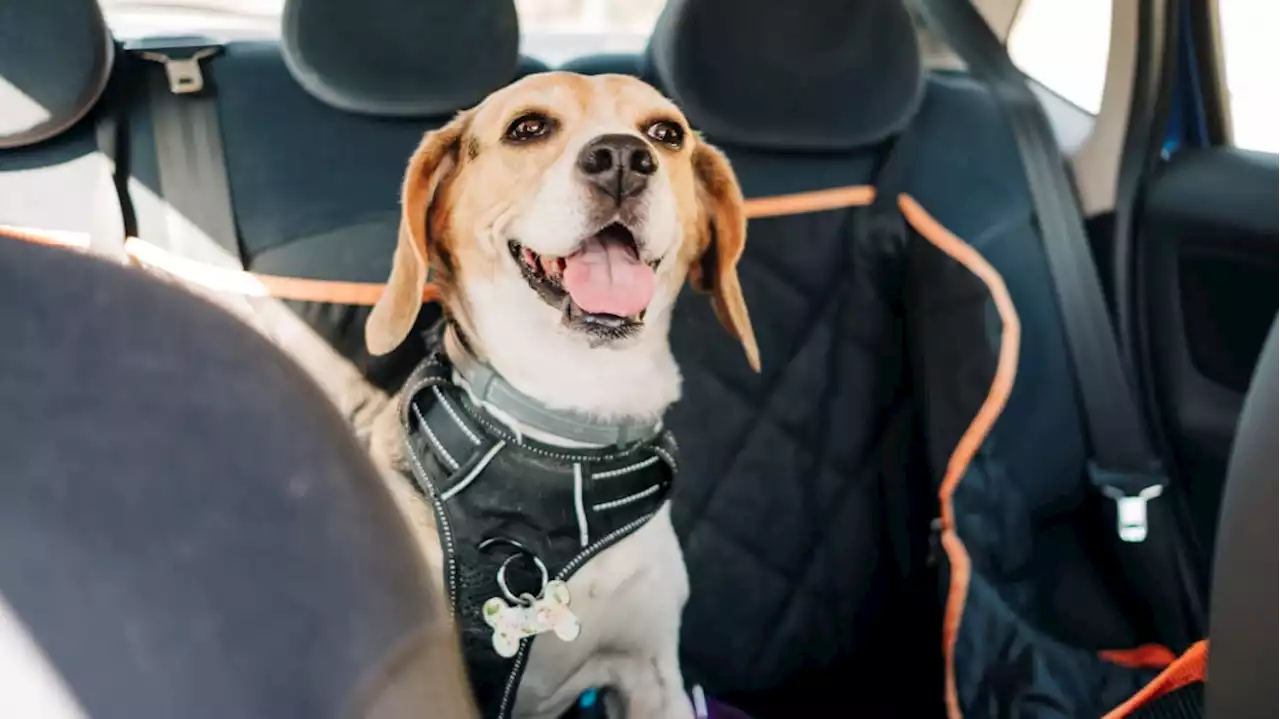 The Best Car Dog Seats In 2023 - Autoblog