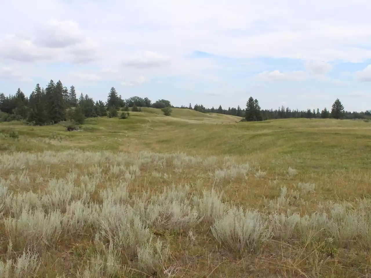 Nature Conservancy of Canada releases plan to protect Prairie grasslands