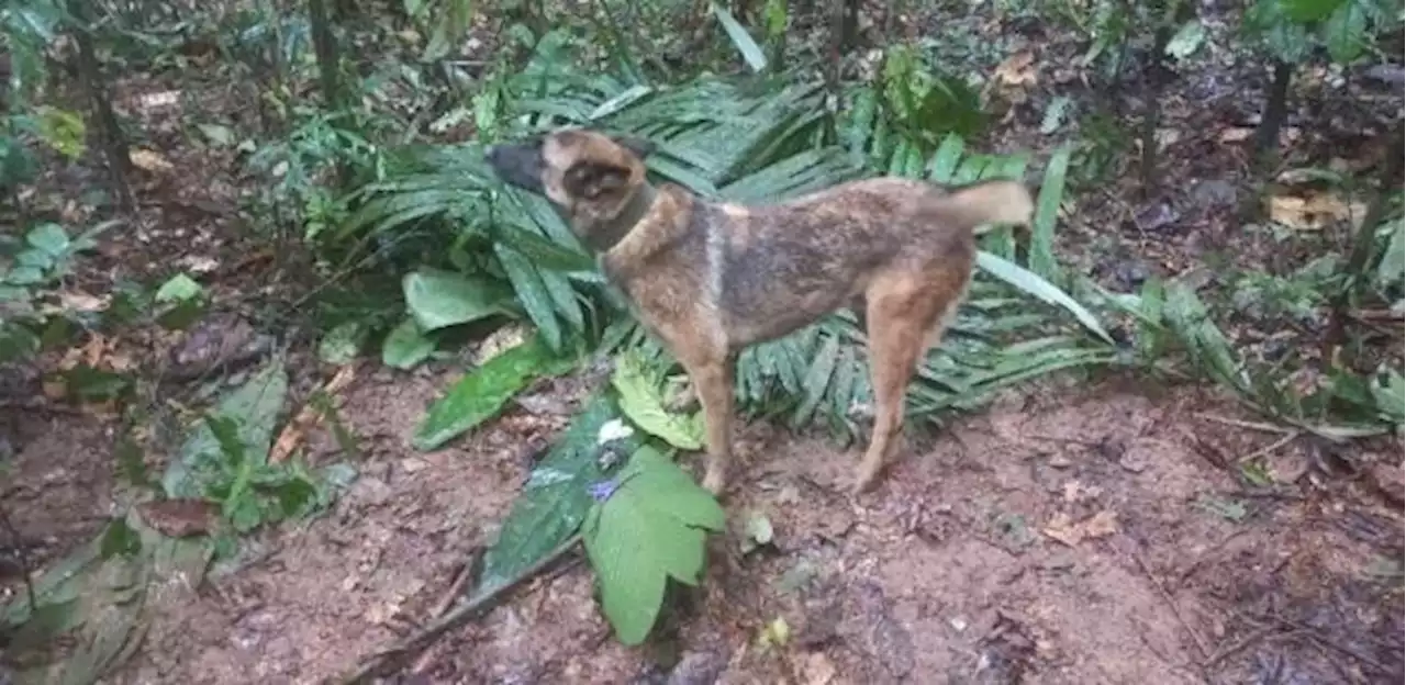 Cachorro Wilson que ajudou a achar as 4 crianças na Colômbia está perdido