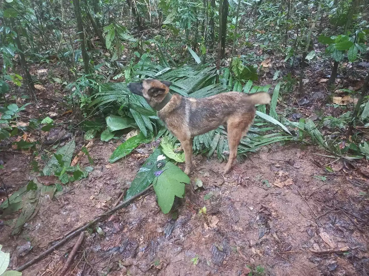 El perro Wilson no apareció con los menores de edad en el Guaviare