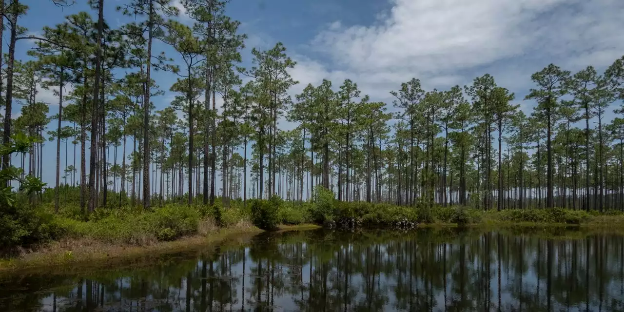 A $300 Million Titanium Mine Proposal Could Reshape Georgia’s Swamp Country