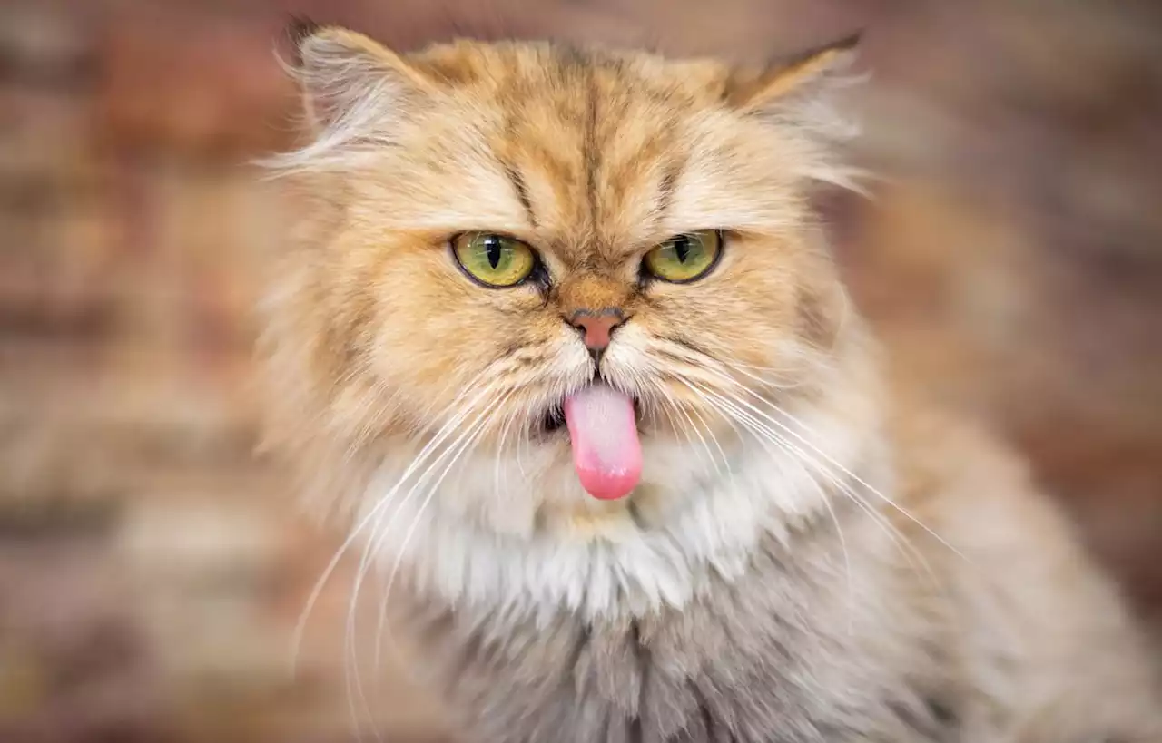 Le chat s’invite dans la langue française