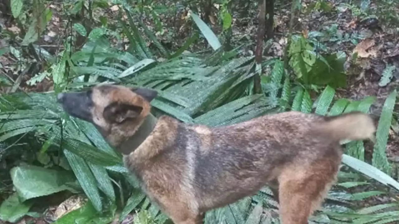 Se busca a Wilson, el perro que ayudó a rescatar a los niños en Colombia y que ha desaparecido