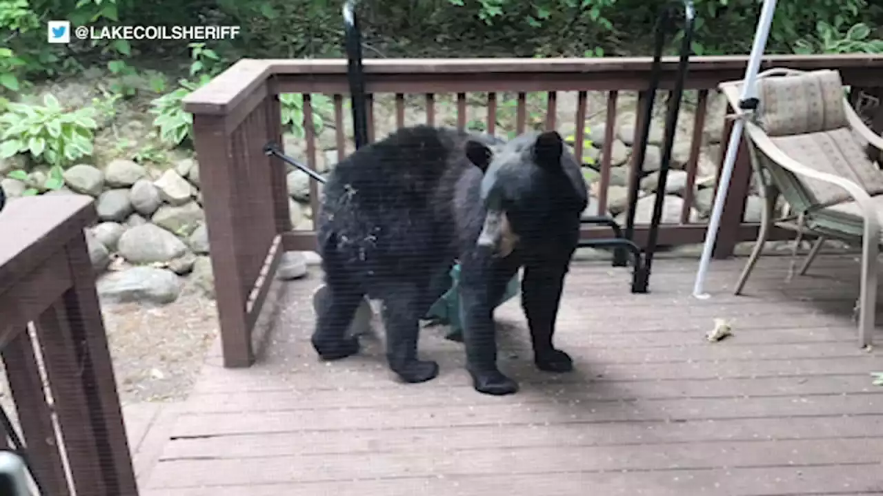 Black bear spotted in Antioch, Lake County Sheriff's Office says