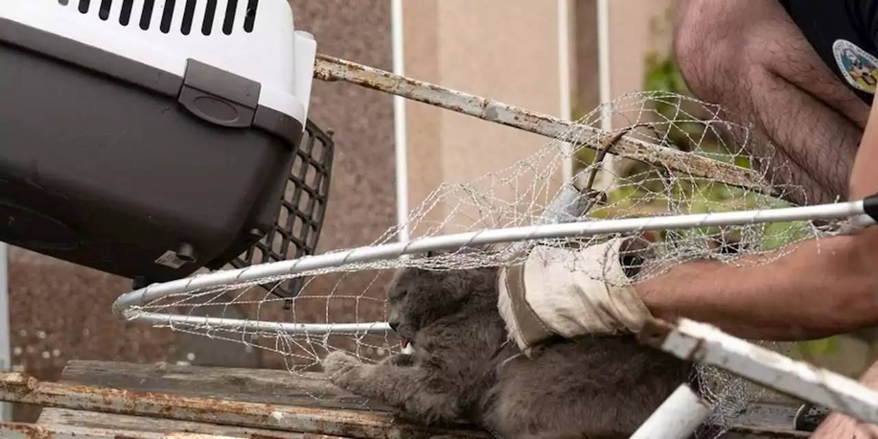 A Kherson noyée sous les eaux, la course pour sauver les animaux