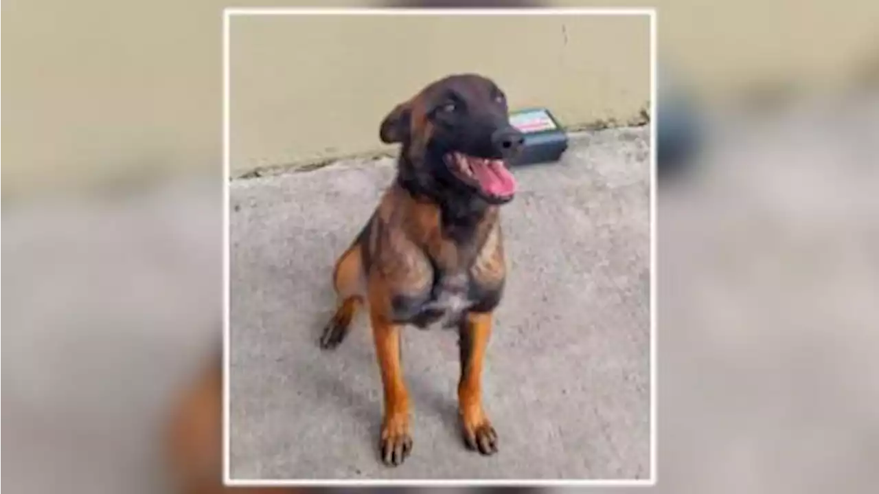 Continúa la búsqueda de Wilson, perro clave en el rescate de niños en la selva de Colombia