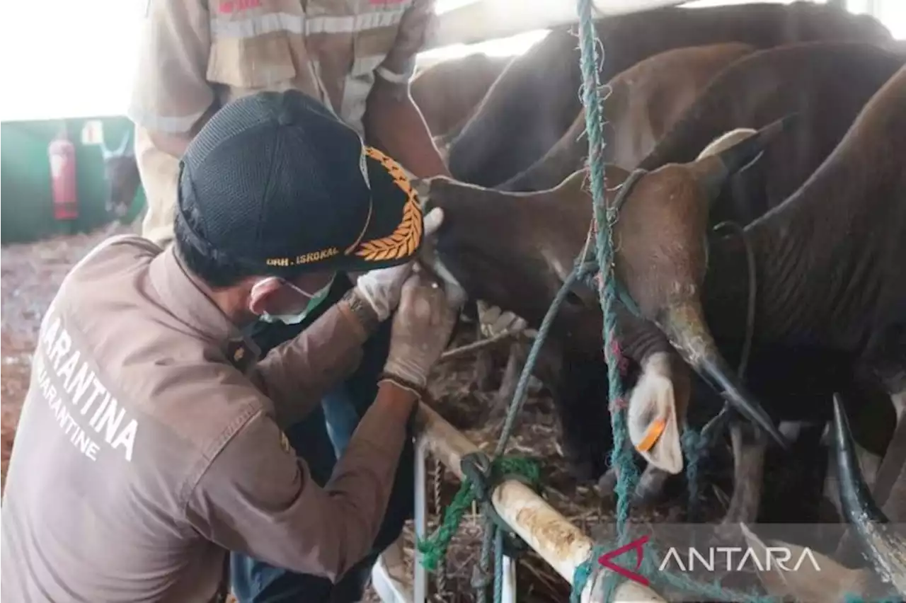 Karantina Pertanian Banjarmasin perkuat biosekuriti jelang Idul Adha